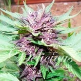 Auto Dark Purple (Delicious Seeds) féminisée