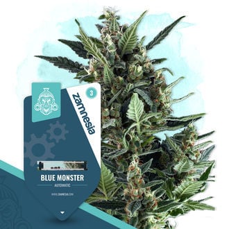 Blue Monster Automatic (Zamnesia Seeds) féminisée