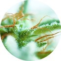 Early Sativa (Top Tao Seeds) régulière