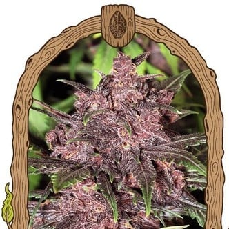 Black Haze (Exotic Seed) féminisée