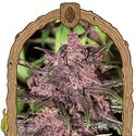 Black Haze (Exotic Seed) féminisée