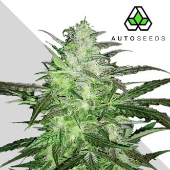 Auto Chemdog (Auto Seeds) Féminisée