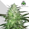 Auto Chemdog (Auto Seeds) Féminisée