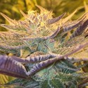 CBD Girl Scout Cookies (CBD Crew) Féminisée