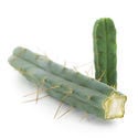 Cactus des Quatre Vents (Echinopsis lageniformis forma quadricostata)