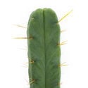 Cactus des Quatre Vents (Echinopsis lageniformis forma quadricostata)