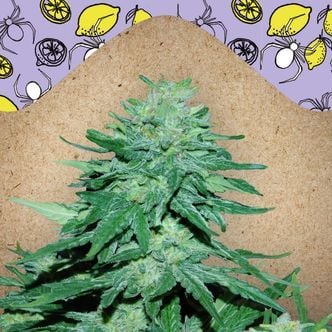 Auto White Widow x Big Bud (Female Seeds) féminisée