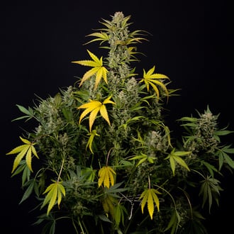 Monster Dwarf Auto (Zamnesia Seeds) féminisée