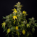 Monster Dwarf Auto (Zamnesia Seeds) féminisée