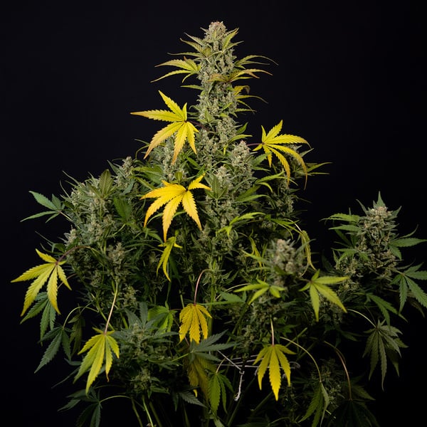 Monster Dwarf Auto (Zamnesia Seeds) féminisée