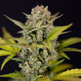 Monster Dwarf Auto (Zamnesia Seeds) féminisée