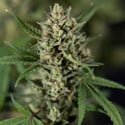 Monster Dwarf Auto (Zamnesia Seeds) féminisée