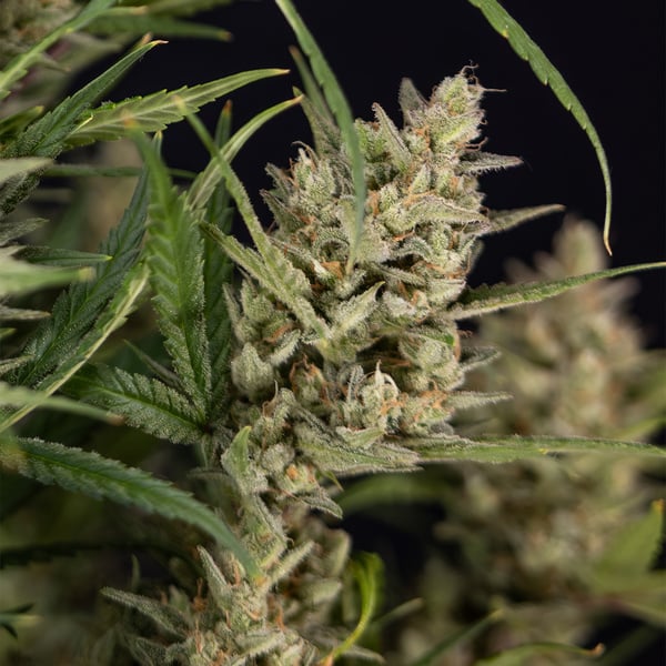 Monster Dwarf Auto (Zamnesia Seeds) féminisée