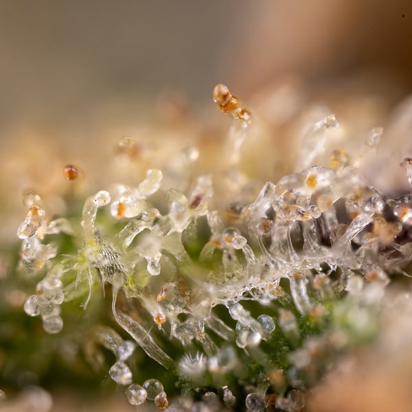 Monster Dwarf Auto (Zamnesia Seeds) féminisée