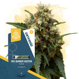 THC Bunker Buster (Zamnesia Seeds) féminisée