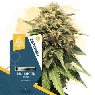Cash Express (Zamnesia Seeds) féminisée