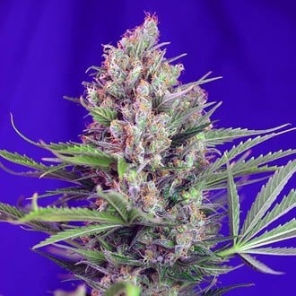 Cream Mandarine - F1 Fast Version (Sweet Seeds) Feminisee