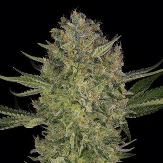 Serious Kush (Serious Seeds) feminisee