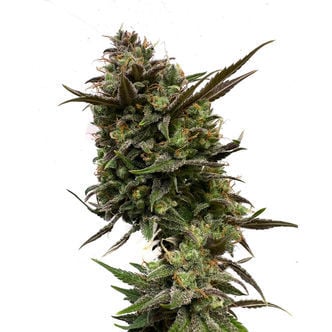 White Choco (Amsterdam Genetics) féminisée