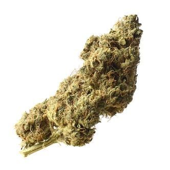 White Choco Haze (Amsterdam Genetics) féminisée