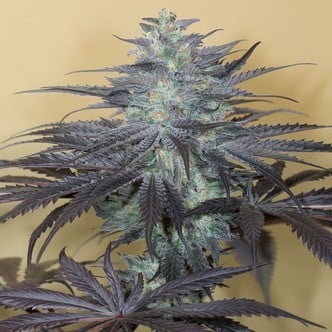 Bubba Kush Auto (Humboldt Seeds) féminisée