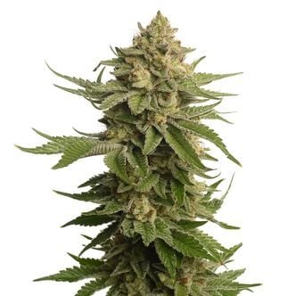 AK-OG Kush (Amsterdam Genetics) féminisée