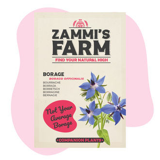 Bourrache (Borago officinalis) Buddy Pack