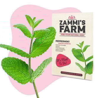 Menthe Poivrée (Mentha piperita) Buddy Pack