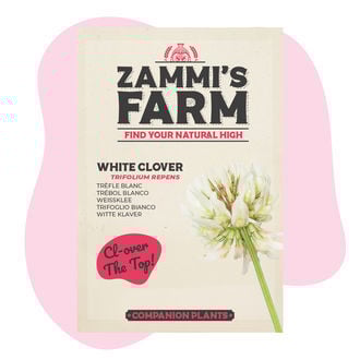 Trèfle Blanc (Trifolium repens) Buddy Pack