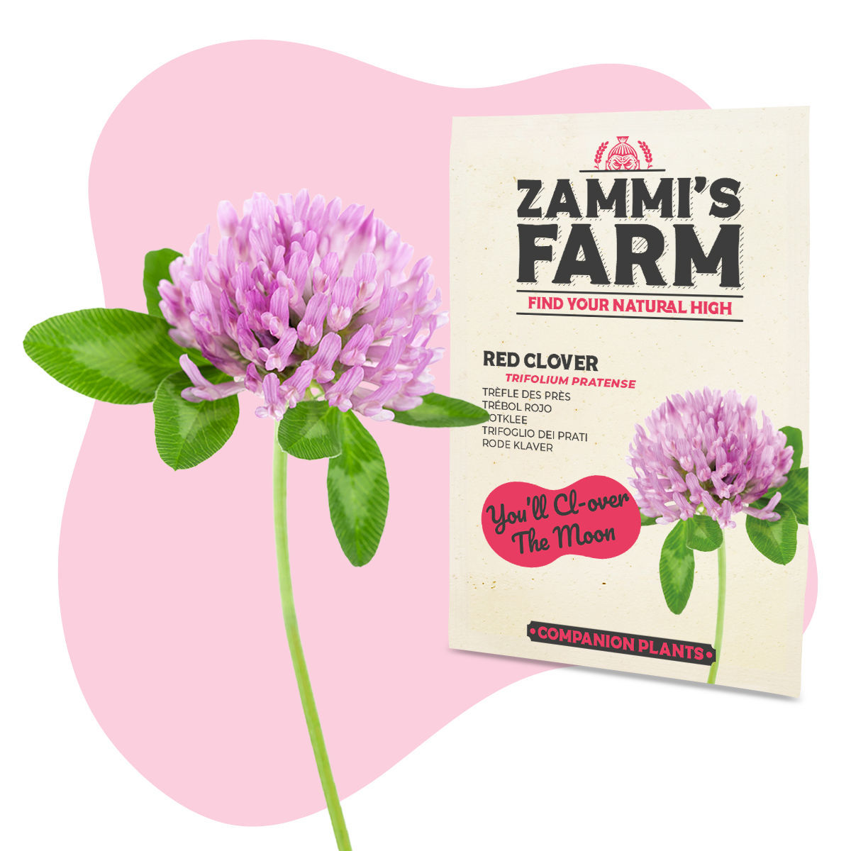 Graines De Trèfle Violet (Trifolium Pratense) - Env. 11500 Graines, Pour Engrais Vert Et Sol