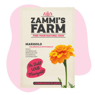 Souci (Calendula officinalis) Buddy Pack