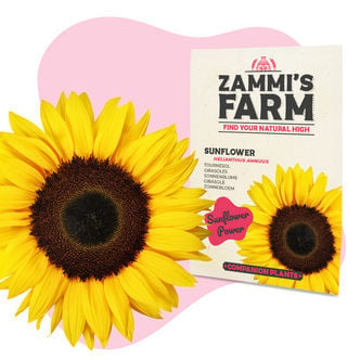 Tournesol (Helianthus annuus) Buddy Pack