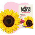 Tournesol (Helianthus annuus) Buddy Pack