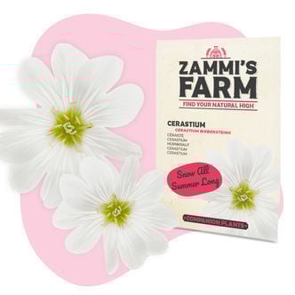 Céraiste (Cerastium biebersteinii) Buddy Pack