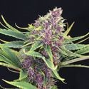 Purple Kush (Kannabia) féminisée