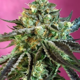 Sweet Nurse Auto CBD (Sweet Seeds) féminisée