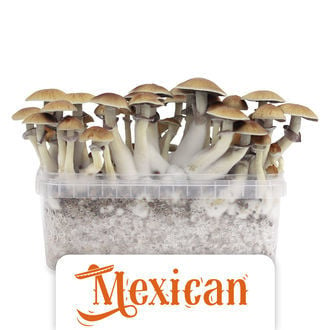 Kit de Culture Zamnesia ‘Mexican’