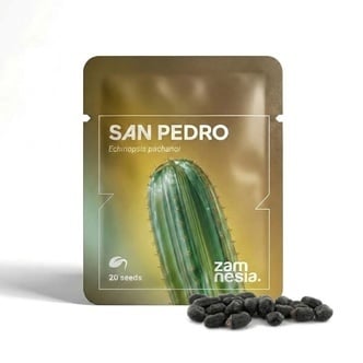 San Pedro (Echinopsis pachanoi) 20 graines