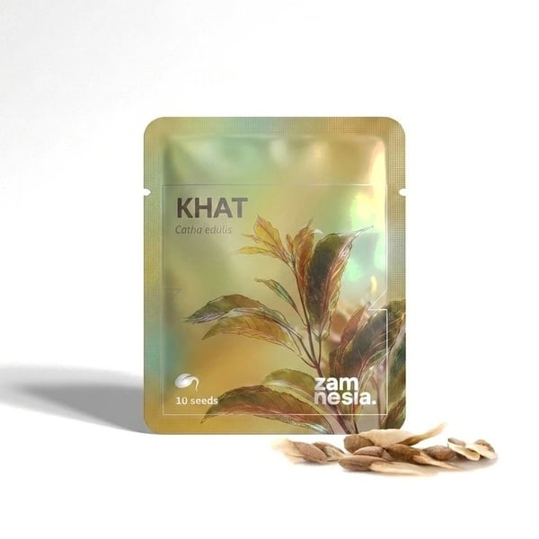 Khat (Catha edulis) 10 graines