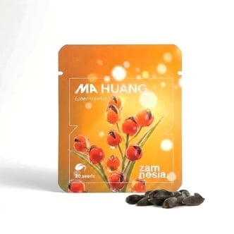 Graines de Ma Huang (Ephedra sinica) 20 Graines