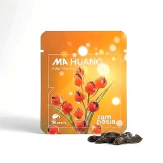 Graines de Ma Huang (Ephedra sinica) 20 Graines
