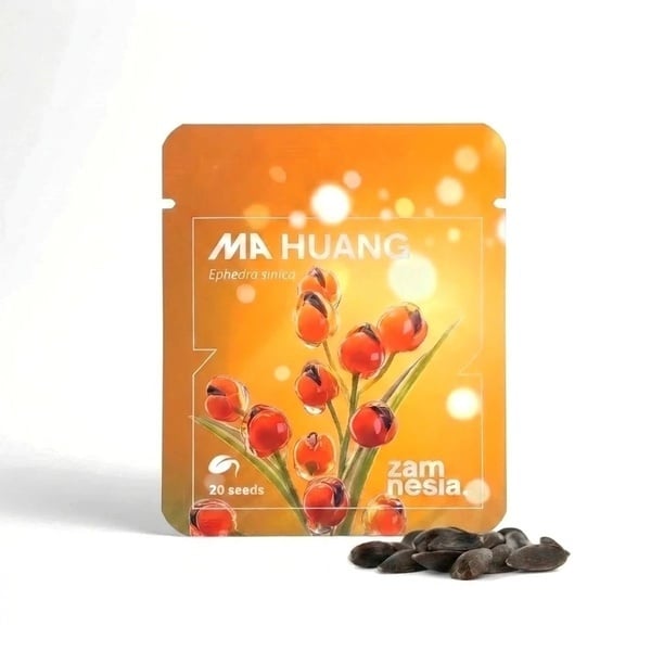 Graines de Ma Huang (Ephedra sinica) 20 Graines