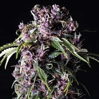 Purple (Pyramid Seeds) feminisee