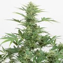 Industrial Plant Autoflowering CBD (Dinafem) féminisée