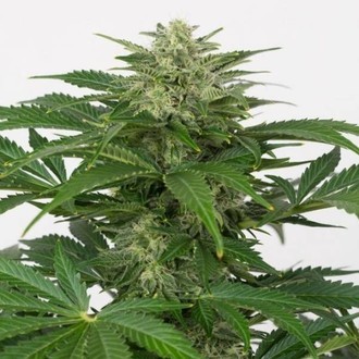 Haze Autoflowering CBD (Dinafem) féminisée