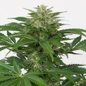 Haze Autoflowering CBD (Dinafem) féminisée