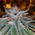 Bruce Banner BX 2.0 régulière (Dark Horse Genetics) - Zamnesia