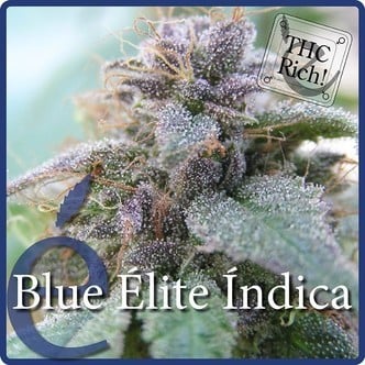 Blue Elite Indica (Elite Seeds) féminisée