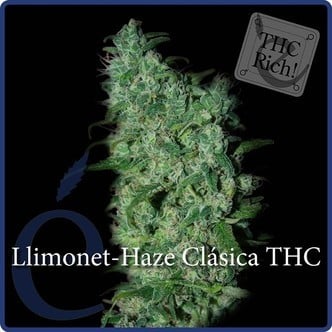 Llimonet Haze Classic THC (Elite Seeds) féminisée