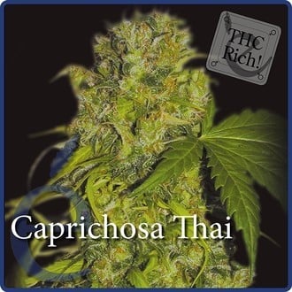 Caprichosa Thai (Elite Seeds) féminisée